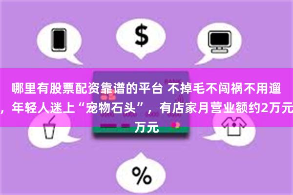 哪里有股票配资靠谱的平台 不掉毛不闯祸不用遛，年轻人迷上“宠物石头”，有店家月营业额约2万元